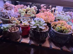 多肉老桩，带盆出，3元起，有意者可联系，楼区、三堂满金额可送