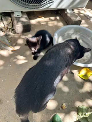 自己家玄猫，母猫打过三针疫苗，非常可爱，家有4只，现在刚会吃食，有需要的喜欢黑猫玄猫的可以联系我