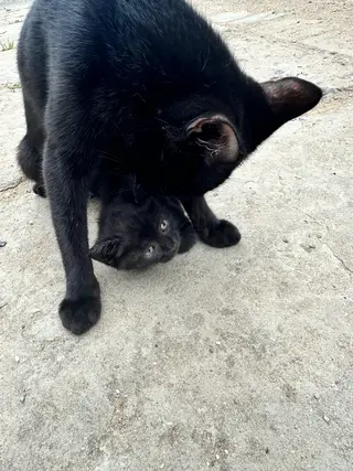 自己家玄猫，母猫打过三针疫苗，非常可爱，家有4只，现在刚会吃食，有需要的喜欢黑猫玄猫的可以联系我