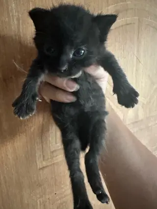自己家玄猫，母猫打过三针疫苗，非常可爱，家有4只，现在刚会吃食，有需要的喜欢黑猫玄猫的可以联系我