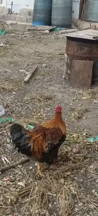 自家散养跑山大红公鸡🐔喂纯粮食玉米、豆饼胚，吃着放心，一共就几只，味道鲜美，肉质紧实，口感好，一只7