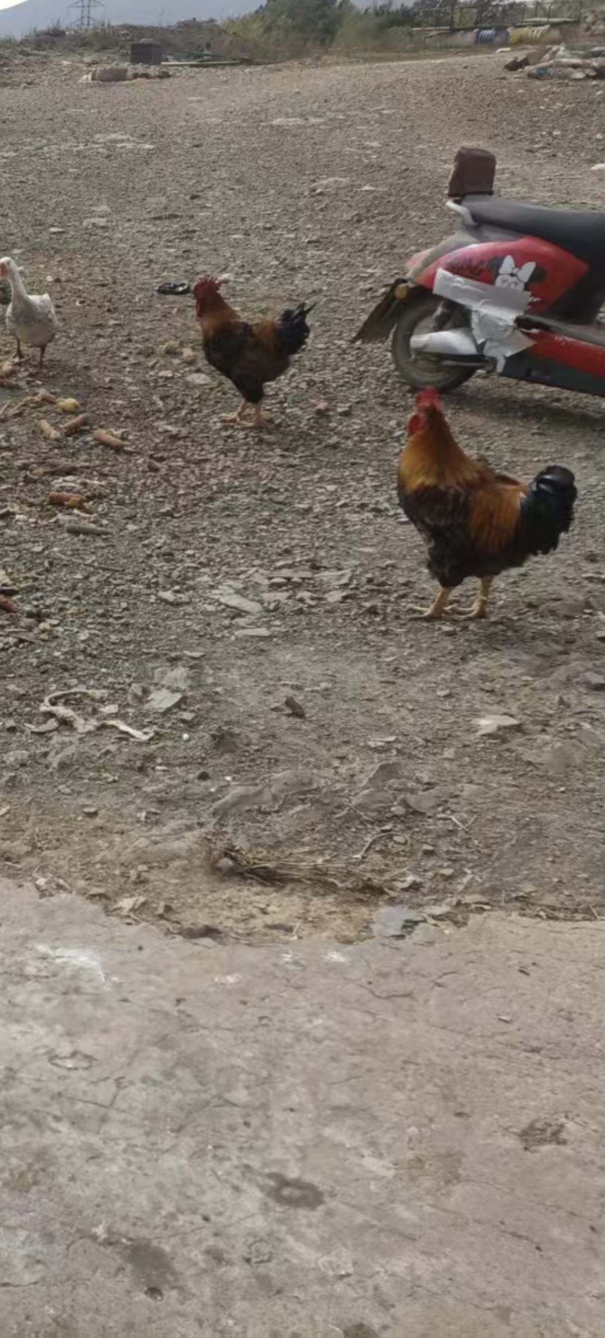 自家散养跑山大红公鸡🐔喂纯粮食玉米、豆饼胚，吃着放心，一共就几只，味道鲜美，肉质紧实，口感好，一只7