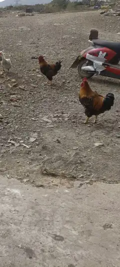 自家散养跑山大红公鸡🐔喂纯粮食玉米、豆饼胚，吃着放心，一共就几只，味道鲜美，肉质紧实，口感好，一只7