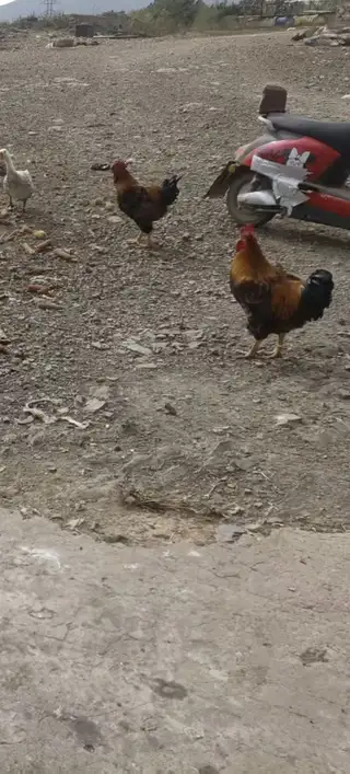 自家散养跑山大红公鸡🐔喂纯粮食玉米、豆饼胚，吃着放心，一共就几只，味道鲜美，肉质紧实，口感好，一只7