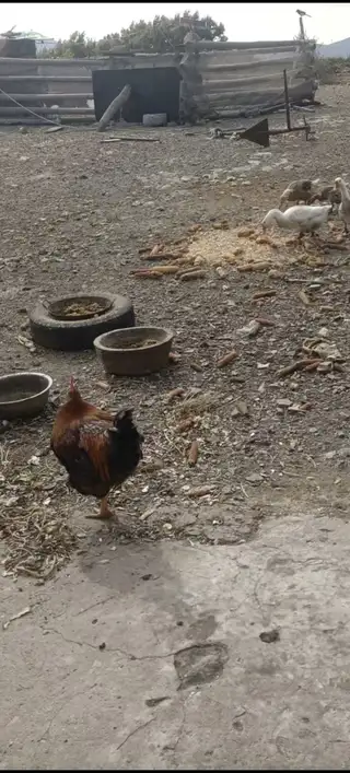 自家散养跑山大红公鸡🐔喂纯粮食玉米、豆饼胚，吃着放心，一共就几只，味道鲜美，肉质紧实，口感好，一只7