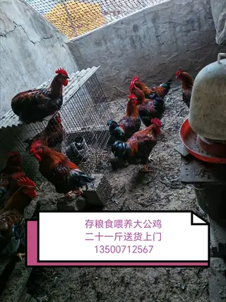 麦