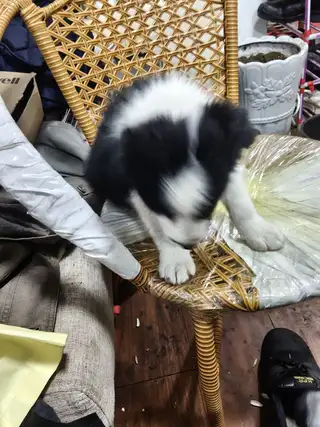 小边牧出300不议价