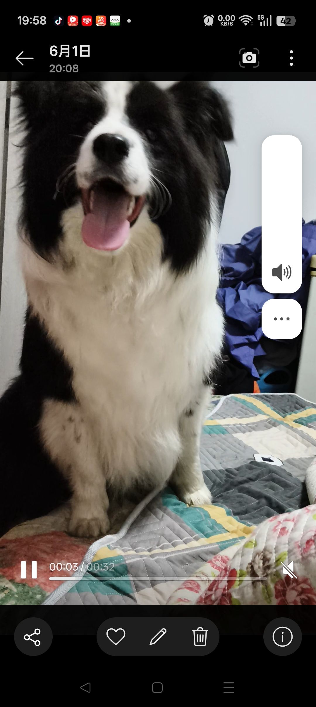 小边牧出300不议价