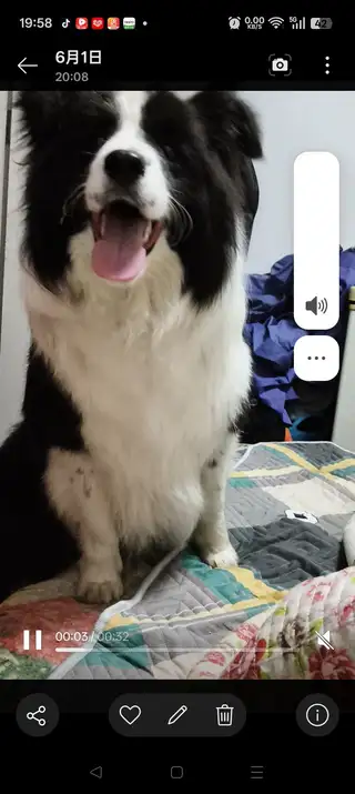 小边牧出300不议价