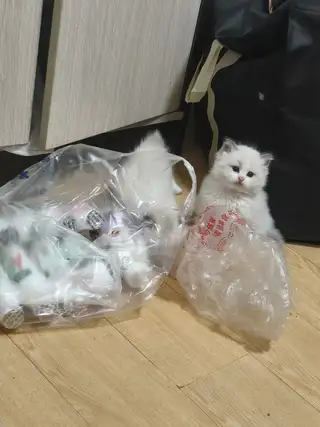 自家养的爱宠。然后下崽了。父母都是布偶。活泼可爱。聪明懂事。颜值高。能把你情绪直接拉满的爱宠。因为工
