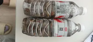 有几瓶知了猴想卖，有要的吗？质量很好个头大五角一个，大概五瓶左右，131****1038