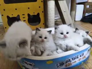 自己家养的猫。这多了弄不过来。有特别喜欢把财运。好运带回家。便宜处理。都是纯布偶。新脸版。心血统。五