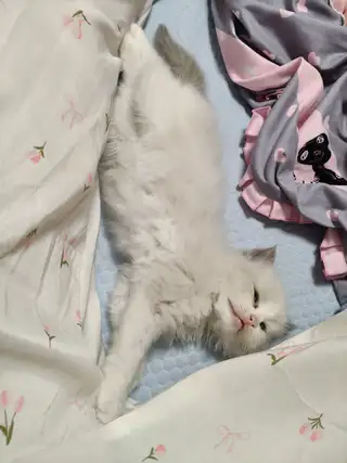 自己家养的猫。这多了弄不过来。有特别喜欢把财运。好运带回家。便宜处理。都是纯布偶。新脸版。心血统。五