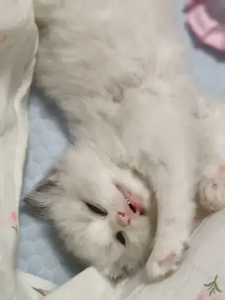 自己家养的猫。这多了弄不过来。有特别喜欢把财运。好运带回家。便宜处理。都是纯布偶。新脸版。心血统。五