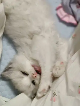 自己家养的猫。这多了弄不过来。有特别喜欢把财运。好运带回家。便宜处理。都是纯布偶。新脸版。心血统。五