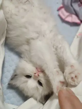 自己家养的猫。这多了弄不过来。有特别喜欢把财运。好运带回家。便宜处理。都是纯布偶。新脸版。心血统。五