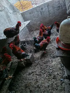 存粮食喂养的本地大公鸡，假一赔十，二十一斤，送货上门