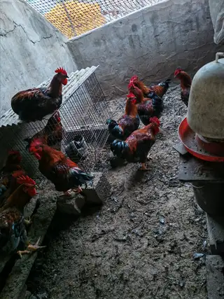存粮食喂养的本地大公鸡，假一赔十，二十一斤，送货上门