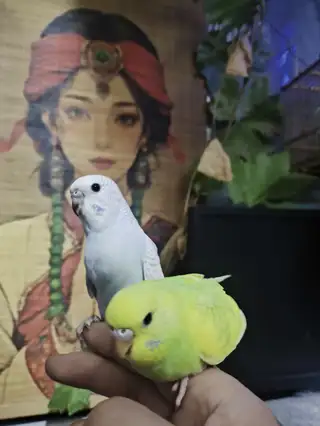 腾地方一对虎皮鹦鹉出售，有事加微信。