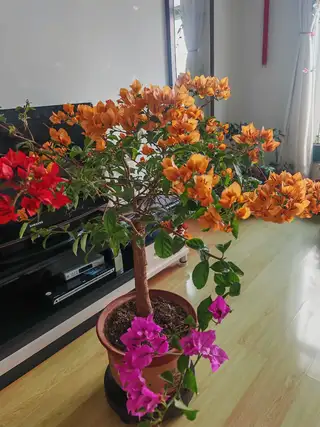 割爱出 五星级勤花品三色三角梅 常年开花 好打理 易养护 带盆158元 五星级勤花暗夕三角梅 带盆1