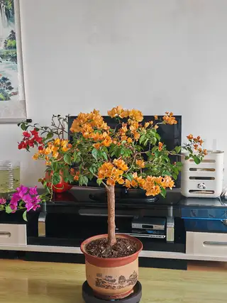 割爱出 五星级勤花品三色三角梅 常年开花 好打理 易养护 带盆158元 五星级勤花暗夕三角梅 带盆1
