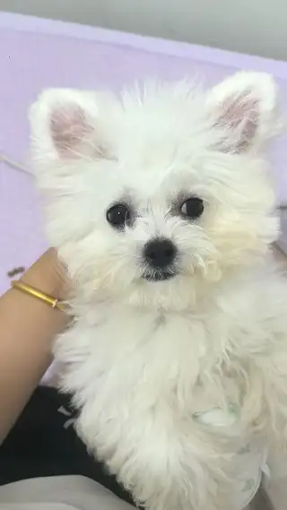 六个月大小比熊出售