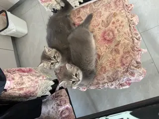 给小猫咪找新家啦，金渐层和蓝猫的孩子快到两个月的小猫咪了，刚断奶会自己吃猫粮会自己去猫砂上厕所，三塘