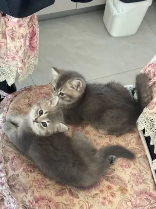 给小猫咪找新家啦，金渐层和蓝猫的孩子快到两个月的小猫咪了，刚断奶会自己吃猫粮会自己去猫砂上厕所，三塘
