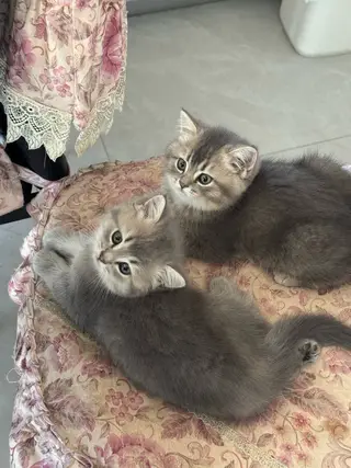 给小猫咪找新家啦，金渐层和蓝猫的孩子快到两个月的小猫咪了，刚断奶会自己吃猫粮会自己去猫砂上厕所，三塘