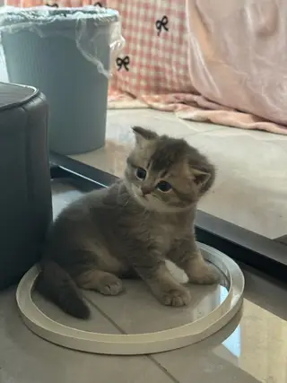给小猫咪找新家啦，金渐层和蓝猫的孩子快到两个月的小猫咪了，刚断奶会自己吃猫粮会自己去猫砂上厕所，三塘
