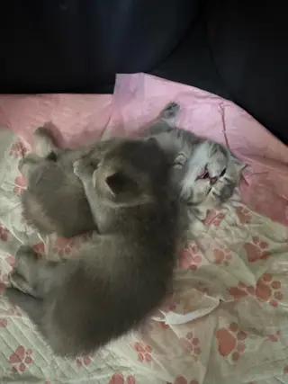 给小猫咪找新家啦，金渐层和蓝猫的孩子快到两个月的小猫咪了，刚断奶会自己吃猫粮会自己去猫砂上厕所，三塘
