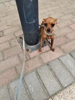 超小体小鹿犬公狗500 一岁三个月