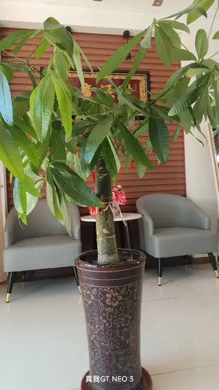 低价出售室外显示屏、台式电脑一套，大盆橡皮树等花卉多盆，立柱式陶瓷洗手盆，椅子。189****252