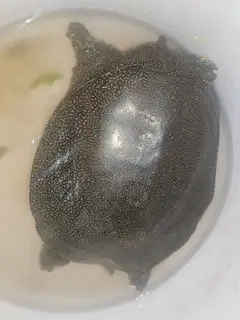 100元转让一只鳖，大概二斤多，有需要的联系我。