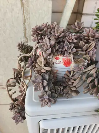 家里花太多了，有没有喜欢的，便宜出，有意者私聊