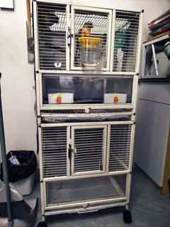 出鹦鹉一对公母，上班没时间养了 一对鸟➕双层鸟笼 450 鸟笼 四百多买的就卖个笼子钱 爽快的繁殖箱