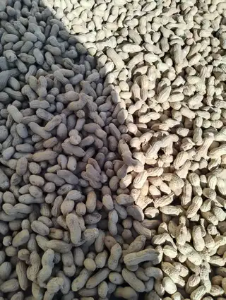 新出的花生自然晾晒果仁饱满3.5元每斤 ​新红豆颗粒均匀适合豆馅豆浆6.5元每斤 ​新饭豆适合焖饭做