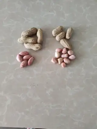 新出的花生自然晾晒果仁饱满3.5元每斤 ​新红豆颗粒均匀适合豆馅豆浆6.5元每斤 ​新饭豆适合焖饭做