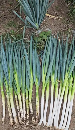 新出的花生自然晾晒果仁饱满3.5元每斤 ​新红豆颗粒均匀适合豆馅豆浆6.5元每斤 ​新饭豆适合焖饭做