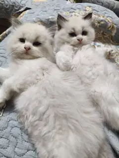 谁家的招财猫等他主人把他接回去。 低价处理。自己繁育的。弄不过来了。 159****9293