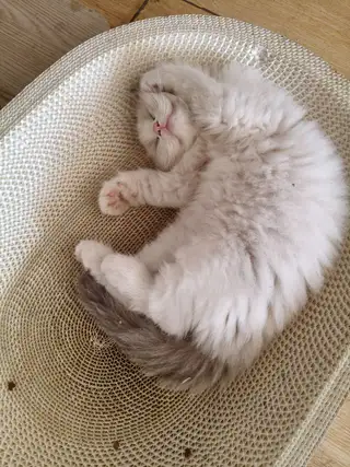 谁家的招财猫等他主人把他接回去。 低价处理。自己繁育的。弄不过来了。 159****9293