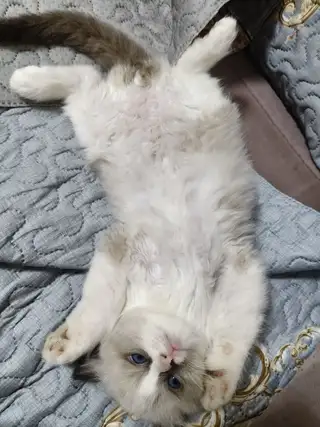 谁家的招财猫等他主人把他接回去。 低价处理。自己繁育的。弄不过来了。 159****9293