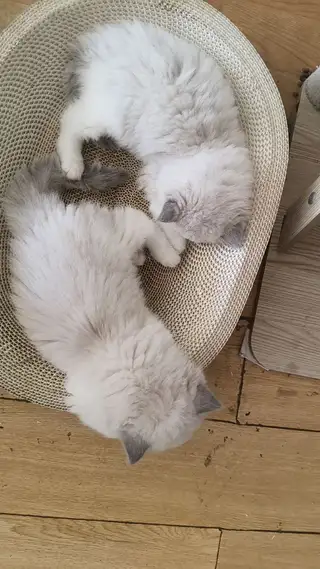 谁家的招财猫等他主人把他接回去。 低价处理。自己繁育的。弄不过来了。 159****9293