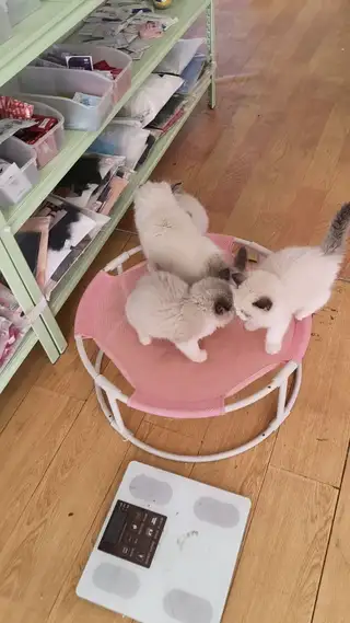 谁家的招财猫等他主人把他接回去。 低价处理。自己繁育的。弄不过来了。 159****9293