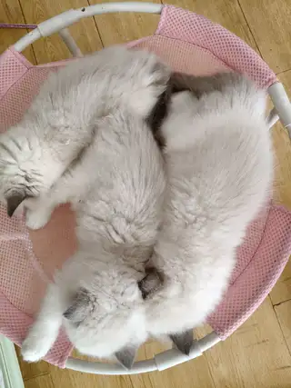 谁家的招财猫等他主人把他接回去。 低价处理。自己繁育的。弄不过来了。 159****9293