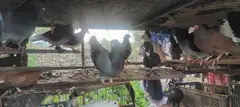 没时间养，处理