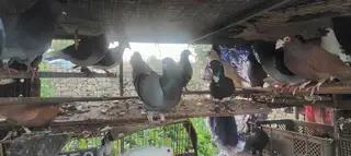 没时间养，处理