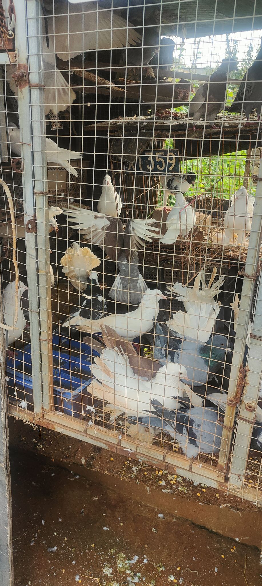 没地方养，处理，观赏鸽多，杀肉35一只，观赏100一对，