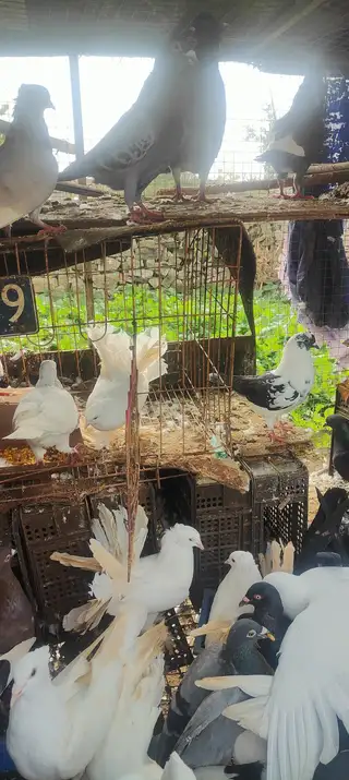 没地方养，处理，观赏鸽多，杀肉35一只，观赏100一对，
