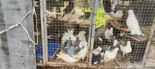 没地方养，处理，观赏鸽多，杀肉35一只，观赏100一对，